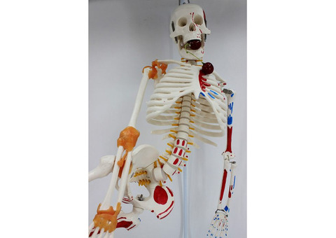 Анатомическая модель скелета человека 85 см (гнущийся позвоночник, раскрашенная)
