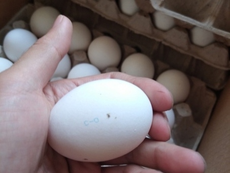 Оптовые цены на яйца: где их найти и как сэкономить деньги