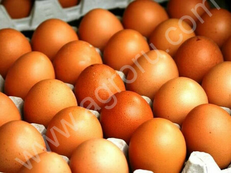 Куриные яйца оптом напрямую от производителя по доступным ценам