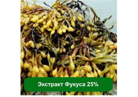 Оптом и розницу Экстракт Фукуса 25%, 1 кг