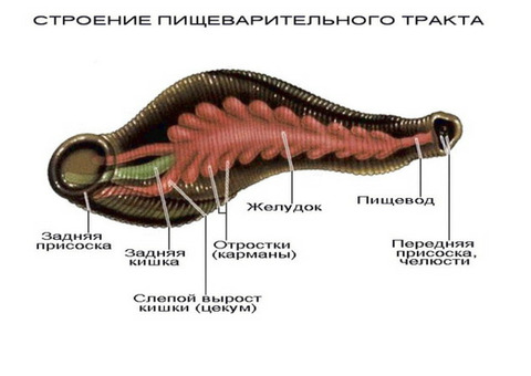 Пиявки медицинские аптекарские Ростов-на-Дону