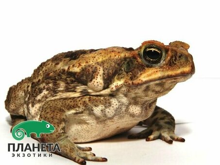 Купить лягушек | ФотоВысококачественные лягушки по доступным ценам - FrogShop