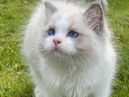 Buy Ragdoll - Best Ragdoll Kittens for Sale | {Your Business Name}