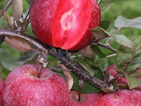 Купить яблони - качественные и доступные по цене|Apple Tree Shop