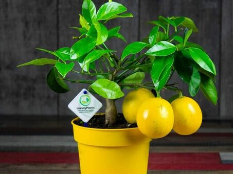 Купить лимоны: высококачественные лимоны онлайн - по самой низкой цене