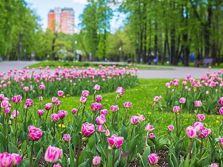 Откройте для себя красоту московской флоры: знакомство с флорой города