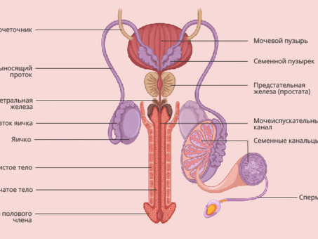 Понимание мужской репродуктивной системы: анатомия и функции