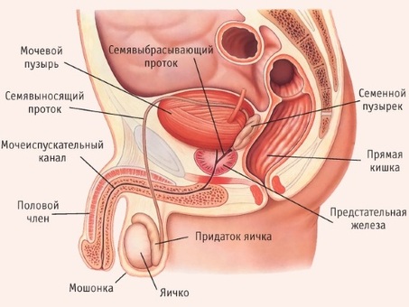 Анатомия мужских половых органов: исчерпывающее руководство