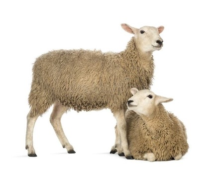 Разговоры об овцах: любители овец по всему миру