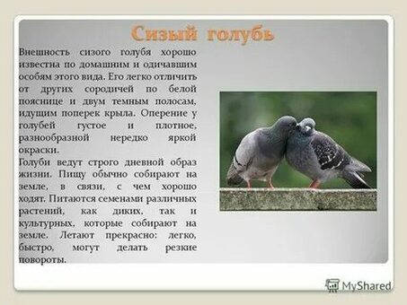 Профессиональные услуги по переводу Pigeon