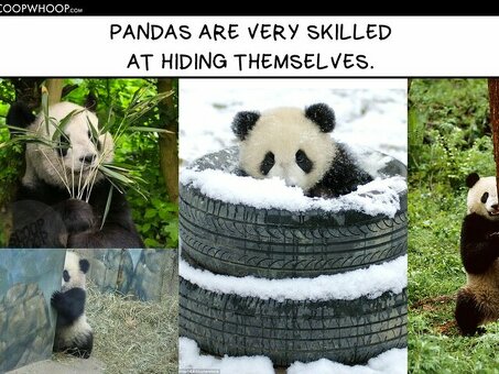 Услуга сжатия изображений Panda - оптимизация изображений на вашем сайте