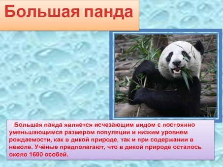 Panda Photo Compression Service