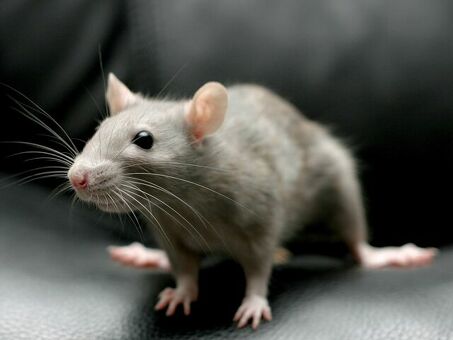 Сколько стоят живые мыши? | Цены и наличие мышей
