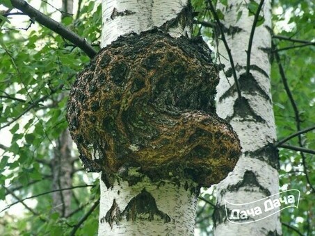 Цена на чагу березовую в Китае: узнайте стоимость сейчас