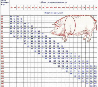 Стоимость живого веса свиньи: цены, расчеты, советы