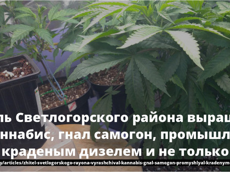 Стоимость конопли: цена, доставка, описание товара — магазин "Натуральные семена"