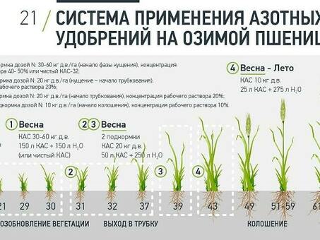 Сколько стоит подкормка пшеницы аммиачной селитрой - цена услуги