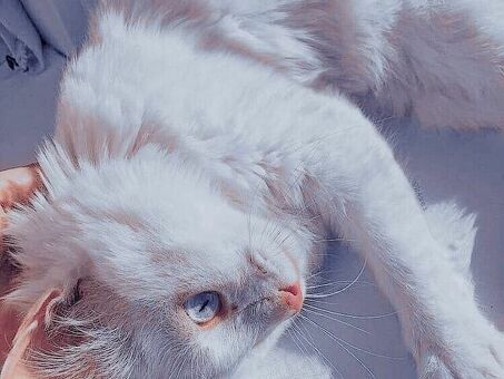 Милые кошачьи обои для Pinterest - лучшие кошачьи обои для ваших пинов