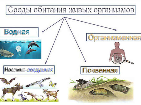 Среда обитания устриц – лучшее место для роста и созревания