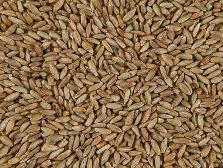 Орловское зерно - Покупайте качественное зерно по привлекательным ценам в Орле