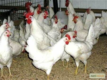 Как купить курицу в Москве? Осуществляем доставку кур в широком ассортименте по всей области!