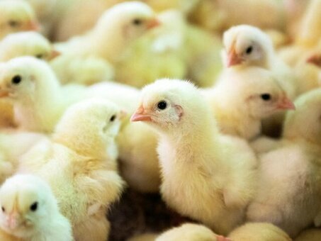 Купить живых цыплят недорого в Москве | Птицефабрика «Новая Надежда»