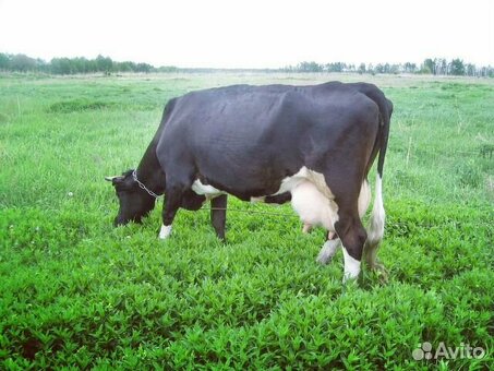 Купить корову на Avito в районе Смоленска
