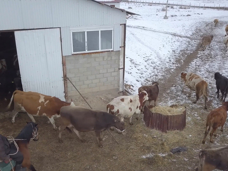 Покупка молочных коров в Смоленской области – хорошие предложения от продавцов.