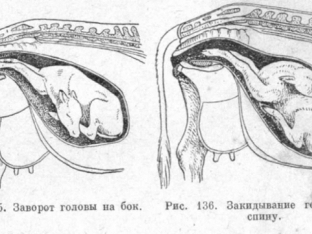 Цена на корову за 1 месяц - лучшая цена, выгодная покупка