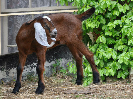 Нубийская коза: фото, цена – самая красивая породистая порода.