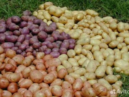 Купить картофель в Тульской области на Авито