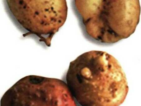 Орловская Картошка - Свежие, качественные продукты для вашего обеденного стола | Магазин «Добрый урожай»