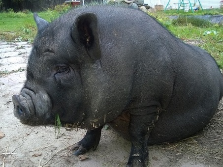 Купить живых свиней в Сызрани по лучшей цене.