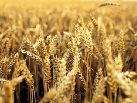 Цены на пшеницу Нибулон - текущие предложения и сравнение цен