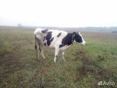 Купить корову в Брянске на Авито - выгодные предложения