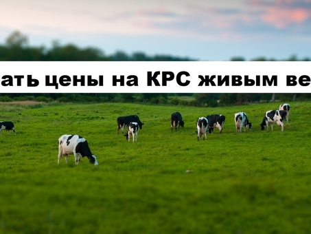 Продажа КРС в Крыму на Авито - купить домашний скот по выгодным ценам
