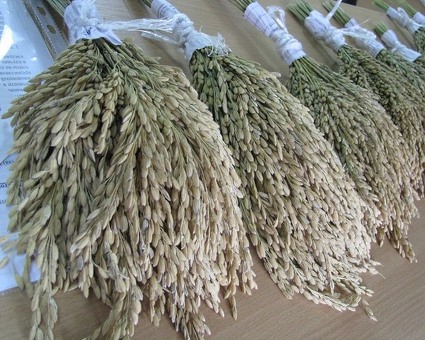 Сорт риса «Регул» - купить по лучшей цене в Магазине риса России | Название магазина