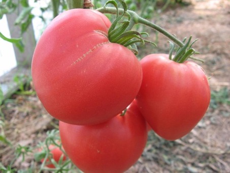Выгодная цена на свежие помидоры - купить с доставкой | Магазин FreshMarket