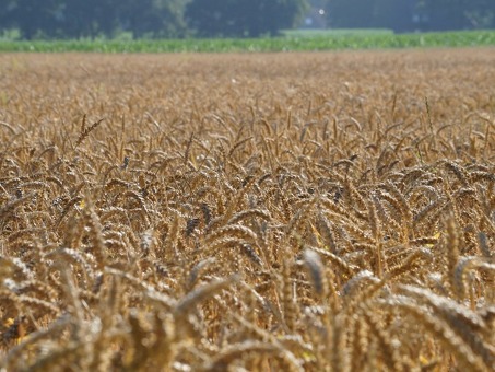 Купить яровую пшеницу тризо - высококачественное зерно от производителя