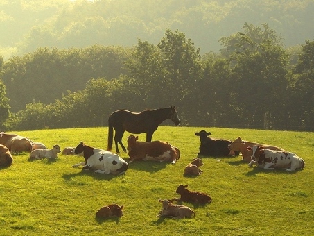 По всей территории РБ.Закупаем быков, коров, лошадей живым и убойным весом.