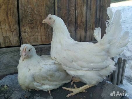 Купить цыплят по хорошей цене в Рязанской области на Авито.