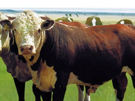 Купить быков из Казахстана на нашем сайте - самая низкая цена, доставка по всей России.