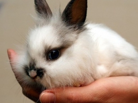 Купить живого кролика в СПб.