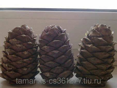 Купить сосновые шишки по выгодной цене в Барнауле | Сайт заказа почтой.