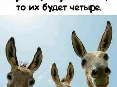 Pinterest Humor - Лучшая коллекция смешных булавок |Найдите юмористические булавки на Pinterest