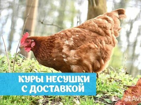 Купить кур-несушек в Краснодарском крае – лучшие предложения и цены.