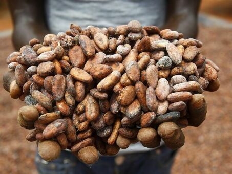 Производство какао в Африке: характеристика и ведущие производители