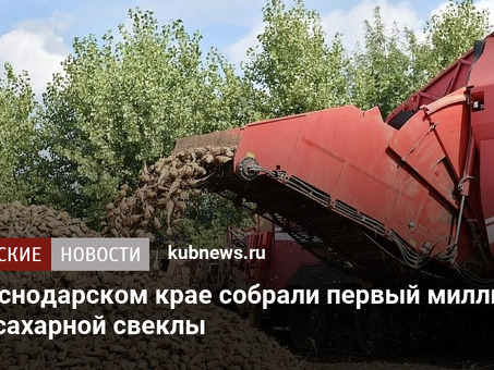 Производство сахарной свеклы в России – полное руководство