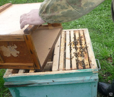 Цены на пчелиные пакеты: Цены уточняйте на нашем сайте.