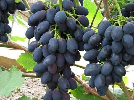 Цены на виноград из Молдовы - Узнать цену на виноград из Молдовы